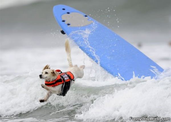 The Surfer Dog