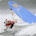The Surfer Dog