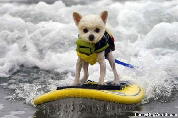 The Surfing Dog