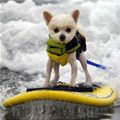 The Surfing Dog