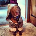funny dog 2