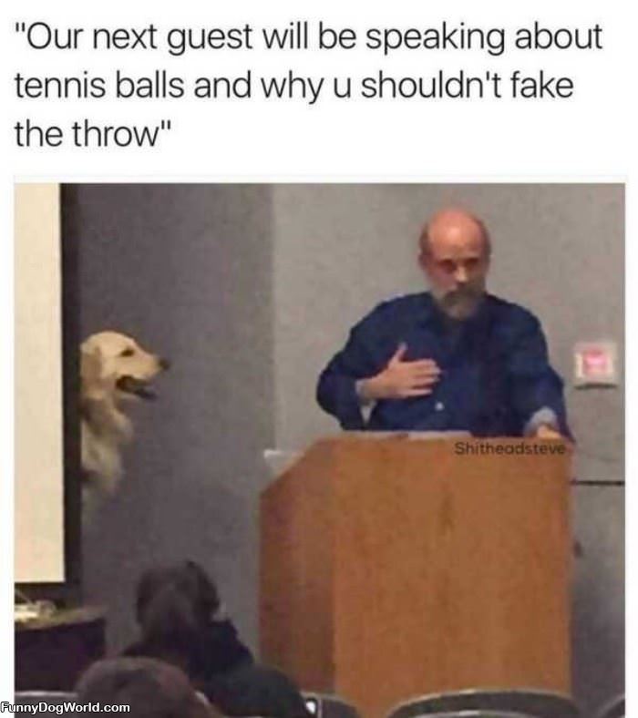 The Tennis Balls