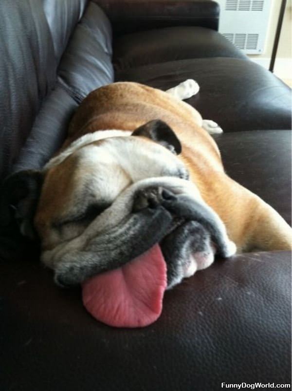 The Tongue Out Sleeper