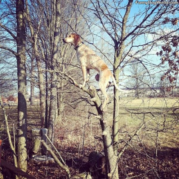 The Tree Climber