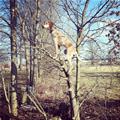 funny dog 4