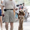 funny dog 4