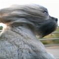 The Windy Ride