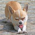 The Yoga Dog