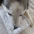 funny dog 3