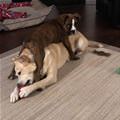 funny dog 5