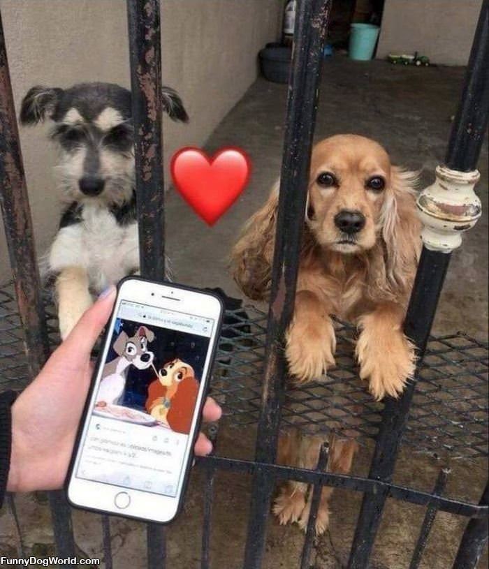 These Dogs Look Familiar
