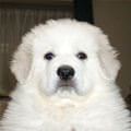 They Call Him Fluffy