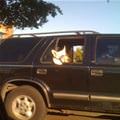 They See Me Rollin