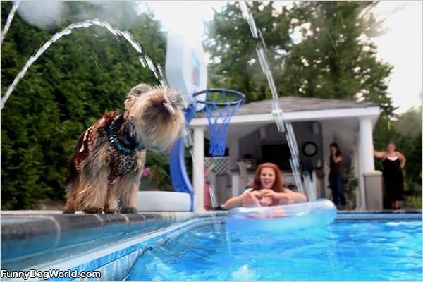 Thirsty Cute Dog