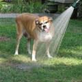 Thirsty Dog Is Thirsty