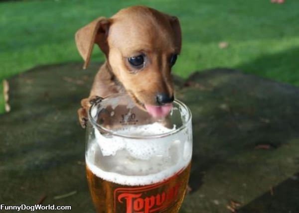 Thirsty Puppy Is Thirsty