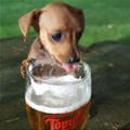 funny dog 5