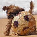 funny dog 5