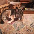 funny dog 3
