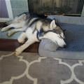 This Bed Is Pretty Nice