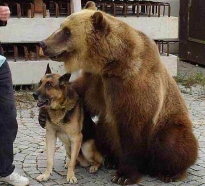 This Dog And His Bodyguard