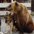 funny dog 2