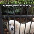 This Dog Has Ac
