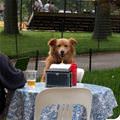This Dog Has Been Staring At Me