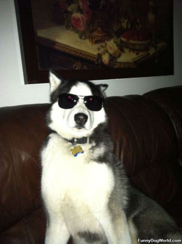 This Dog Is Cool