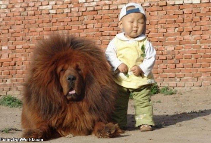 This_Dog_Is_Fuzzy This Dog Is Fuzzy