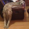 This Dog Is Lazy