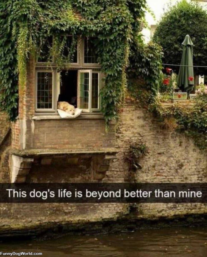 This Dog Is Living The Life
