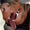 funny dog 2