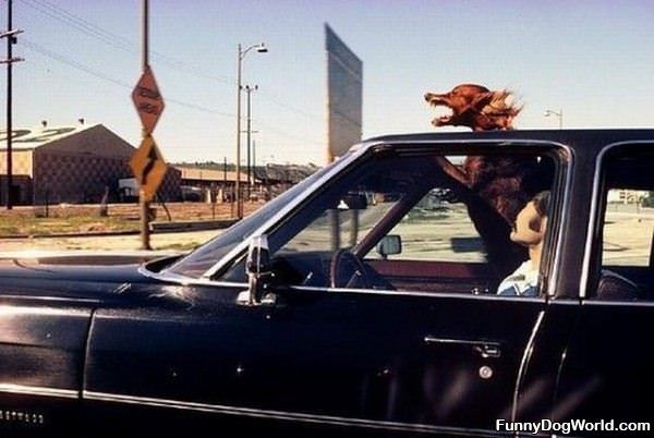 This Dog Lives Sun Roofs