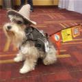 funny dog 2