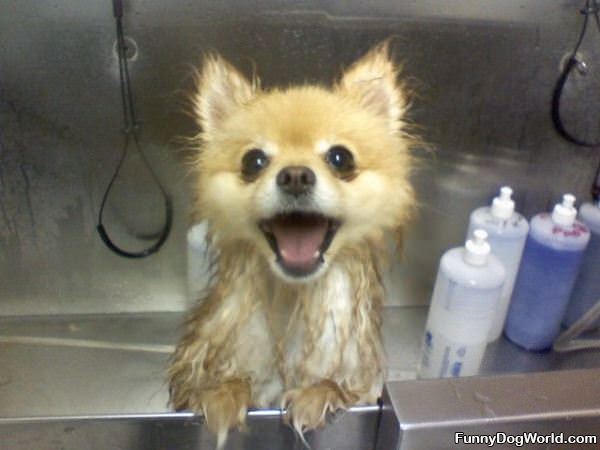 This Dog Loves Bath Time