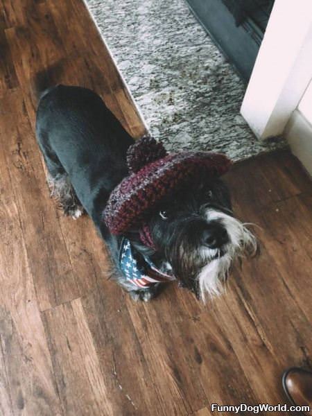 This Dog Loves His New Hat