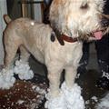 This Dog Loves Snow
