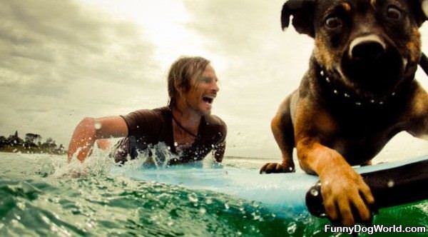 This Dog Loves Surfing