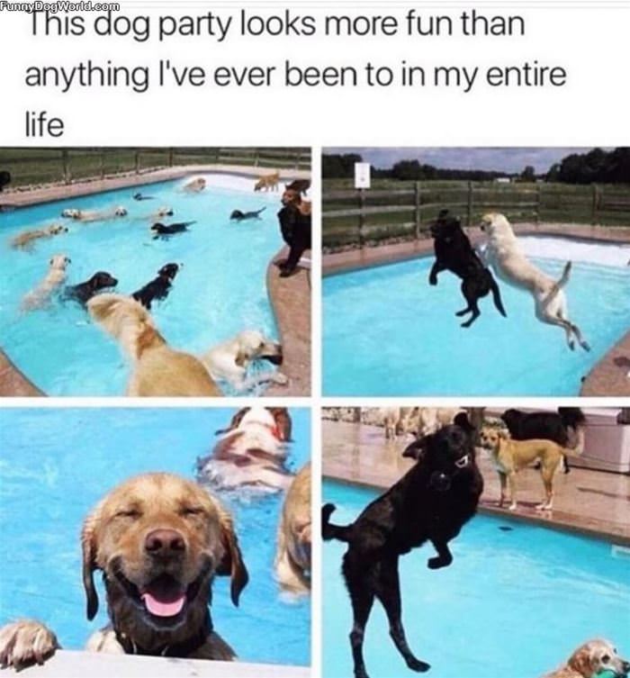 This Dog Party