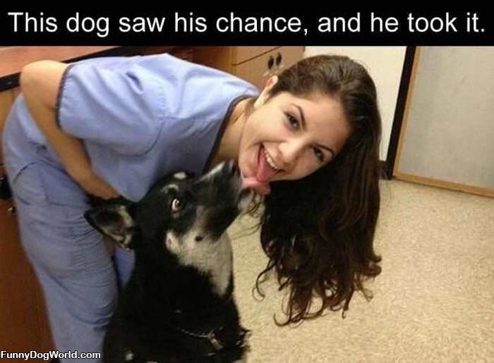 This Dog Saw His Chance