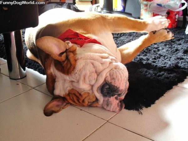 This Dog Sleeps Like It Wants