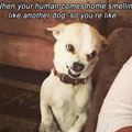 funny dog 5