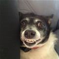 This Dogs Grrrr Face