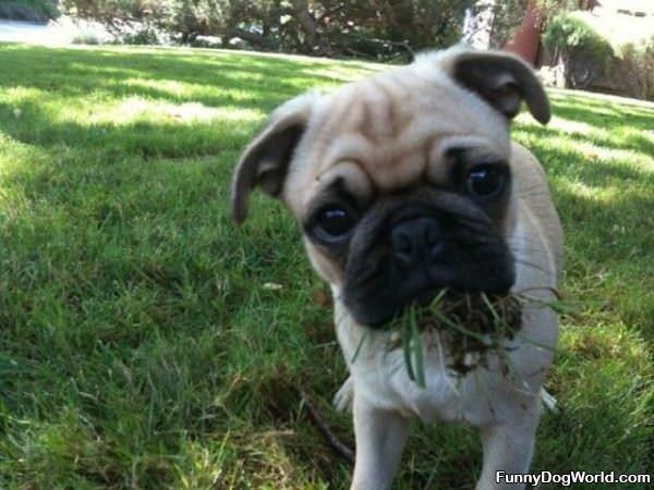This Grass Is Delicious