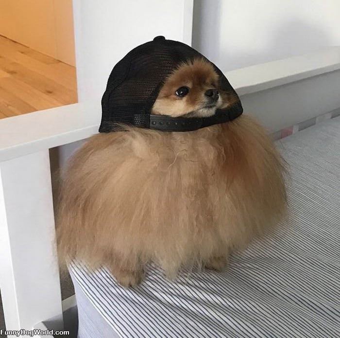 This Hat Does Not Fit Great