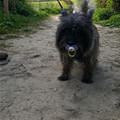 funny dog 1