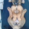funny dog 2
