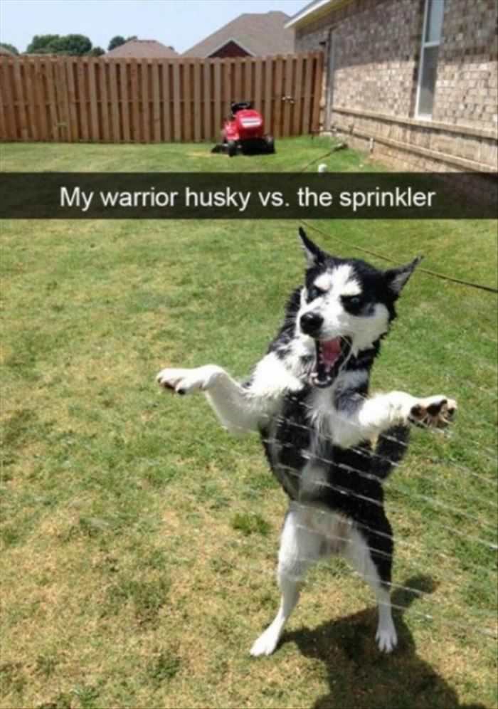 This Husky