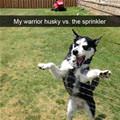 funny dog 5